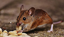 24 Hour & Emergency Exterminators in Bottineau, ND
